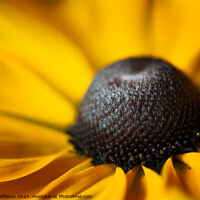 Buy canvas prints of Close up of a Rudbeckia flower by Martin Williams
