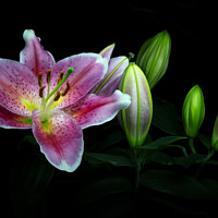 Buy canvas prints of Flowering Lily by Martin Williams