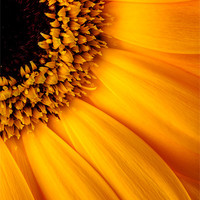 Buy canvas prints of Sun Burst - Sunflower by Martin Williams