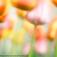 Buy canvas prints of Tulips in the Wind by Martin Williams