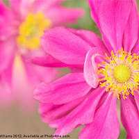 Buy canvas prints of Japanese Anemone by Martin Williams