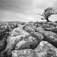 Buy canvas prints of Yorkshire Dales Tree by Martin Williams