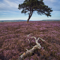 Buy canvas prints of  North York Moors Heather by Martin Williams