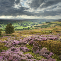 Buy canvas prints of  Across to Farndale by Martin Williams