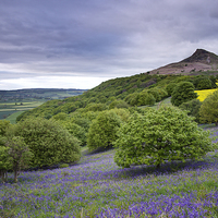 Buy canvas prints of Bluebells at Roseberry Topping by Martin Williams
