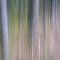 Buy canvas prints of Forest Blur by Martin Williams