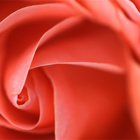 Buy canvas prints of Delicate Pick Rose Swirl by Martin Williams