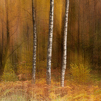 Buy canvas prints of Impressions and Blurred Lines by Martin Williams