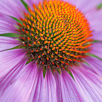 Buy canvas prints of Echinacea coneflower close-up by Martin Williams