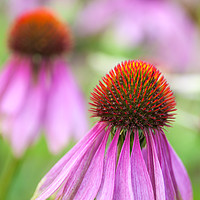 Buy canvas prints of Echinacea cone flower by Martin Williams