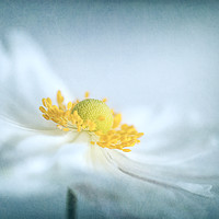 Buy canvas prints of Japanese Anemone by Martin Williams