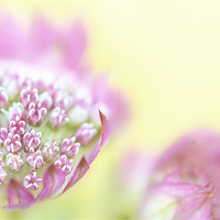 Buy canvas prints of Astrantia by Martin Williams