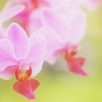 Buy canvas prints of Pink Moth Orchid by Martin Williams