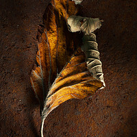 Buy canvas prints of Old Leaf on rusty metal by Martin Williams
