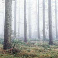 Buy canvas prints of Misty Wood - North York Moors by Martin Williams