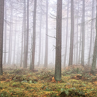 Buy canvas prints of Misty Wood by Martin Williams