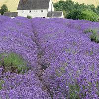 Buy canvas prints of Cotswolds Lavender Farm, a tourist attraction in W by Martin Williams
