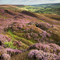 Buy canvas prints of Farndale, North York Moors by Martin Williams