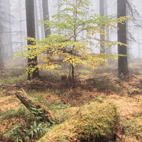 Buy canvas prints of Misty Tree by Martin Williams