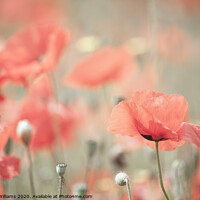 Buy canvas prints of Poppies in a field by Martin Williams