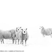 Buy canvas prints of Sheep on the North York Moors in snow. by Martin Williams