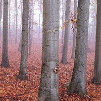 Buy canvas prints of Misty Yorkshire autumn wood by Martin Williams