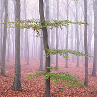 Buy canvas prints of Misty wood tree by Martin Williams