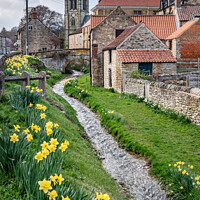 Buy canvas prints of Spring daffodils by the beck in Helmsley, North Yorkshire by Martin Williams