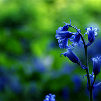 Buy canvas prints of Bluebells in Spring by Lewis Nye