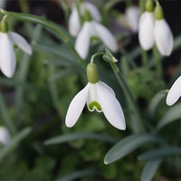 Buy canvas prints of Snowdrops in Spring by Lewis Nye