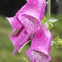 Buy canvas prints of Common Foxglove by Al Wood