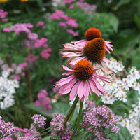 Buy canvas prints of Pink Echinacea flowers by Coralie Young