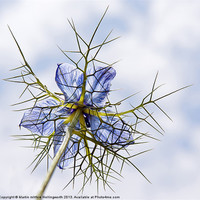 Buy canvas prints of Love-in-a-Mist by mhfore Photography