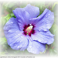 Buy canvas prints of Blue Hibiscus by mhfore Photography