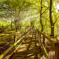 Buy canvas prints of Landscape Summer Boardwalk by mhfore Photography