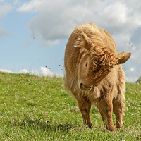 Buy canvas prints of  Highland Cow / Calf by mhfore Photography