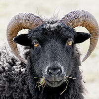 Buy canvas prints of  Black Sheep "Eye to Eye Contact"  Hebridean Sheep by mhfore Photography