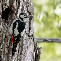 Buy canvas prints of  Great Spotted Woodpecker by mhfore Photography