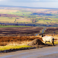 Buy canvas prints of On the Moors by Jonathan Parkes