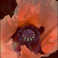Buy canvas prints of Poppy by Cheryl Quine