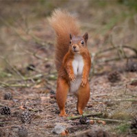 Buy canvas prints of Woodland Squirrel by Cheryl Quine