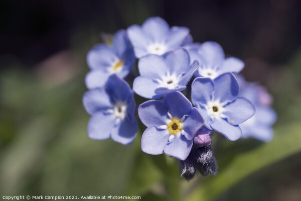 Forget-me-not Picture Board by Mark Campion