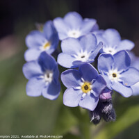 Buy canvas prints of Forget-me-not by Mark Campion