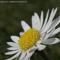 Buy canvas prints of Daisy Flower by Mark Campion