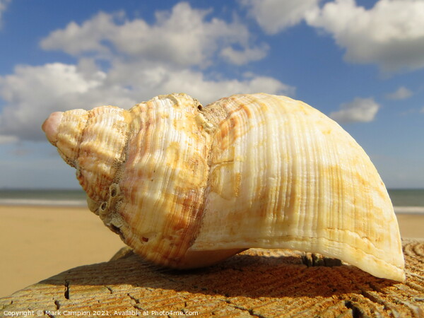 Conch Shell  Picture Board by Mark Campion