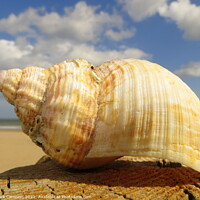 Buy canvas prints of Conch Shell  by Mark Campion