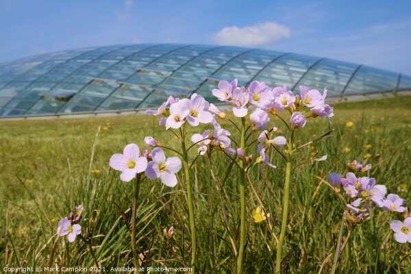 Spring Meadow Flowers at the National Botanic Garden of Wales 2 Picture Board by Mark Campion