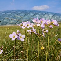 Buy canvas prints of Spring Meadow Flowers at the National Botanic Garden of Wales 2 by Mark Campion