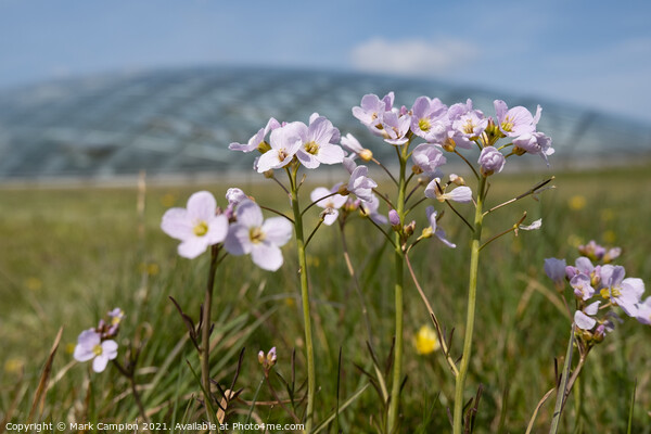 Spring Meadow Flowers at the National Botanic Garden of Wales 1 Picture Board by Mark Campion