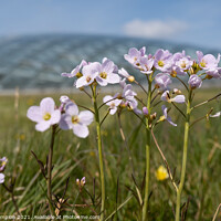 Buy canvas prints of Spring Meadow Flowers at the National Botanic Garden of Wales 1 by Mark Campion